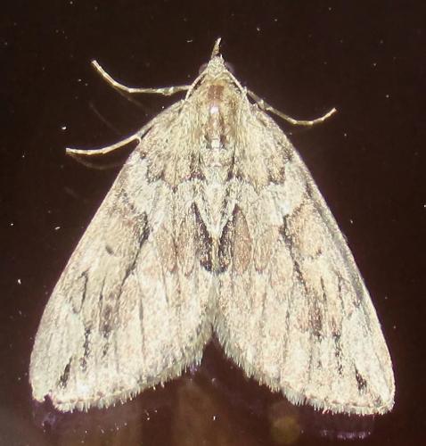 Réf. 298 211 : Thera cupressata